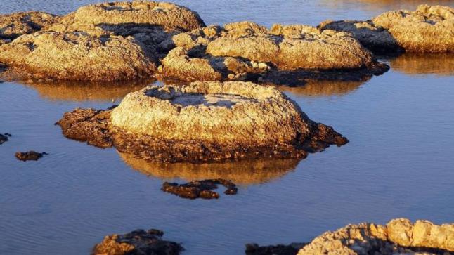 غرب أستراليا..أقدم أشكال الحياة في الوجود على سطح الأرض