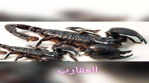 العقارب : أقدم عقرب عاش في الماء قبل 437 مليون عام